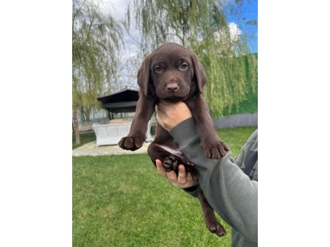 Çikolata labrador ırk garantili sevimli yavrular