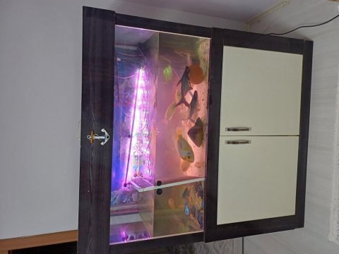 Yunus balığı akvaryum dış motor pegasus midas