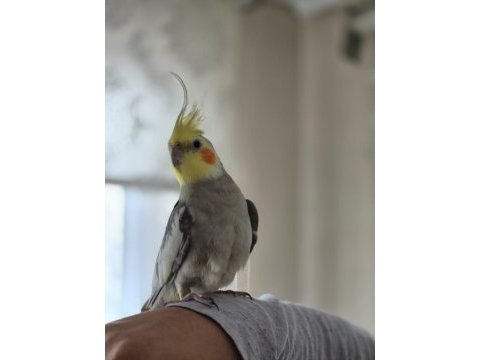 Erkek sultan papağanı asil cins kızgın