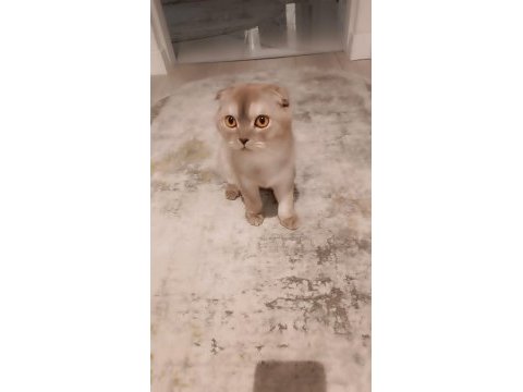 Scottish fold kedimize yeni yuva arıyoruz