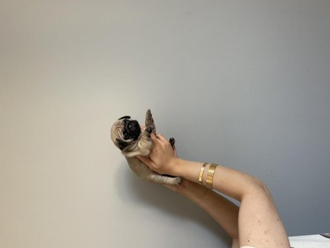 1 aylık pug mops bebekler