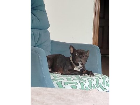 Fransız bulldog dişimiz
