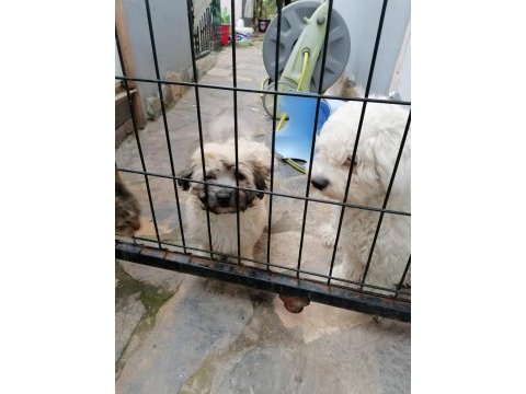 Çok zeki köpeğimiz