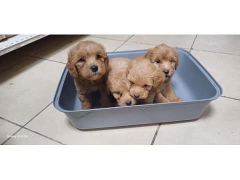 Maltipoo yavrular