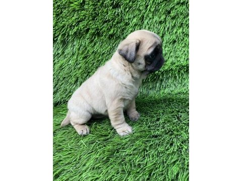 Pug mops muhteşem güzeller
