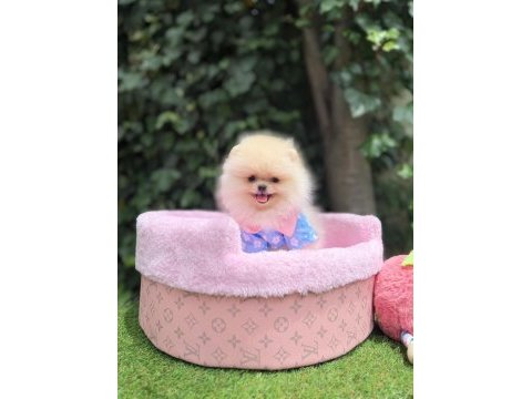 Orjinal ayı surat pomeranian 