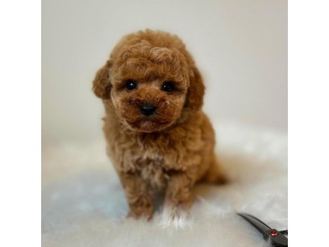 Birbirinden güzel toy poodle bebeklerimiz