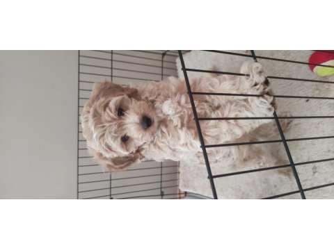 İzmir erkek maltipoo