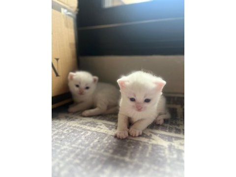 British shorthair yavrularıma yuva arıyorum