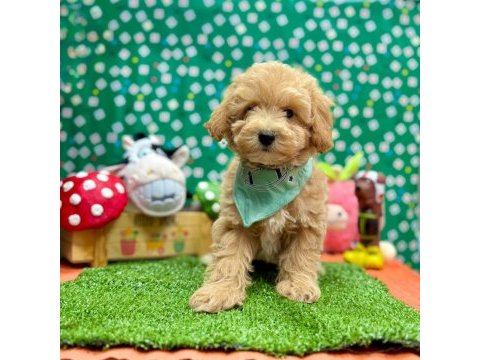Safkan toy poodle bebekler