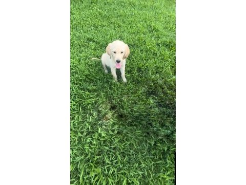 Golden retriever köpekler