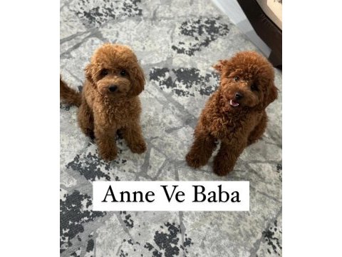 5 haftalık teacup poodle