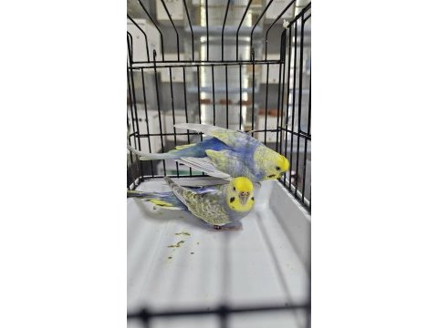 10 takım rengarenk raınbow muhabbet kuşu takımlar