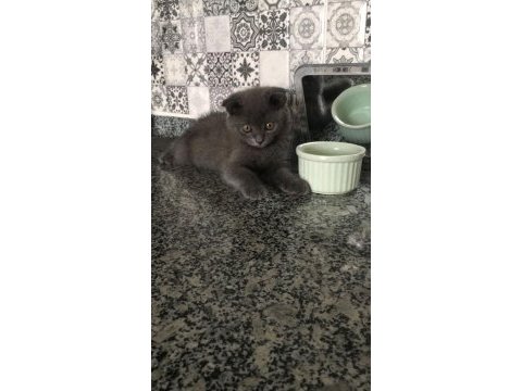 2 buçuk aylık erkek scottish fold