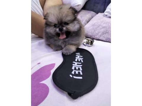 Pomeranian yavrular