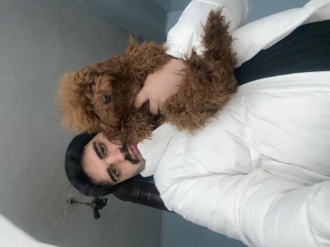 Yetişkin dişi poodle