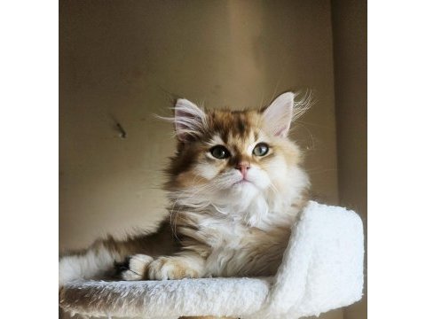 Golden british longhair bebeğimiz