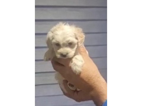 Maltipoo yavrularımız teslime hazır
