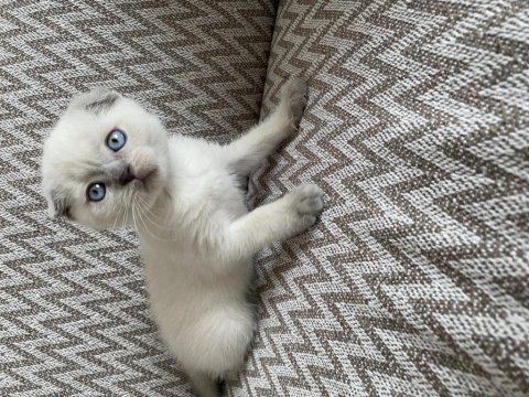 Scottish blue point erkek