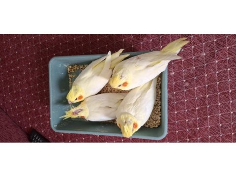 Sultan papağanı yavru sarı kırmızı göz