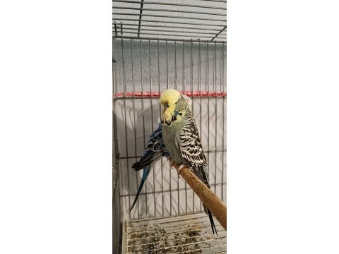 2 takım show jumbo muhabbet kuşu