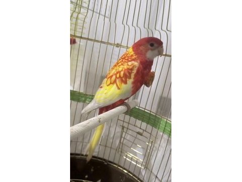 Rozella papağanı 1 yaşında