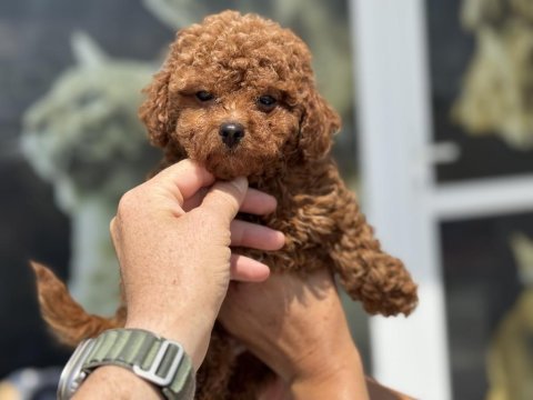 Petmode köpek çiftliğinde ziyarete açık toy poodle