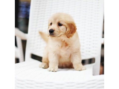 Golden retriever yavruları