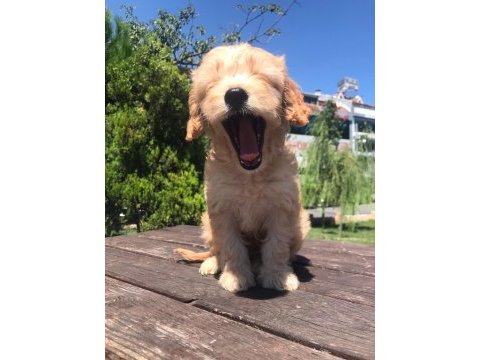 En microsu en özeli benim olsun isteyenlere poodle
