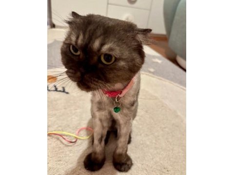 Ücretsiz sahiplendirme scottish fold kedimiz