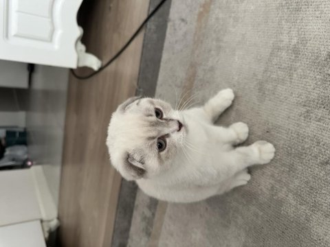 3 aylık uygun scottish fold