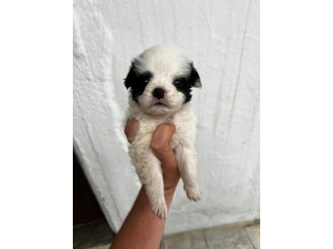 Morkie son 2 yavrularımız