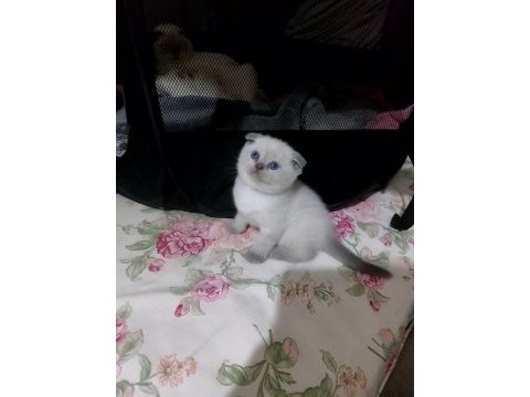 A++ scottish fold bebek