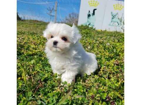 Miniboy kore kanı maltese bebekler -- sun kennels