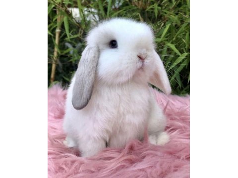 Lop tavşanlarımız gün içi gönderim mevcut