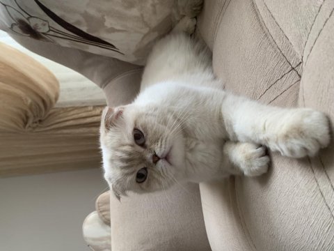 Acil scottish fold sahiplendirme