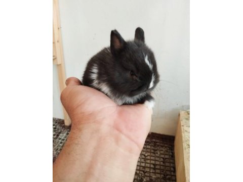 Safkan hollanda black silver cüce tavşanlar