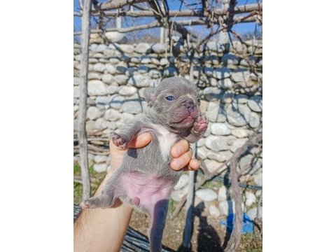 Exotic french bulldog