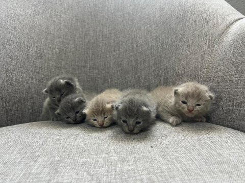 British shorthair yavrularım yuvalarını bekliyor