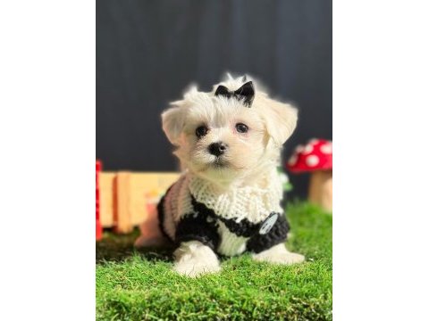 Teddy face maltipoo bebeklerimiz