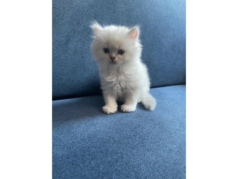 Longhair tatlı kedi