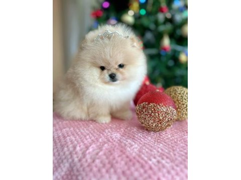 Pomeranian boo orijinal teacup 2.5 aylık parazitler tam