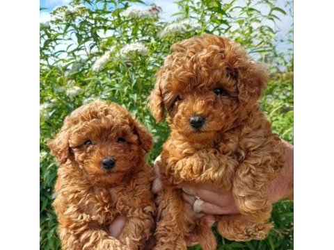 Orjinal ırk garantili toy poodle 