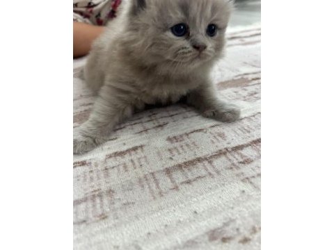 Kedimiz scottish fold 2 aylık