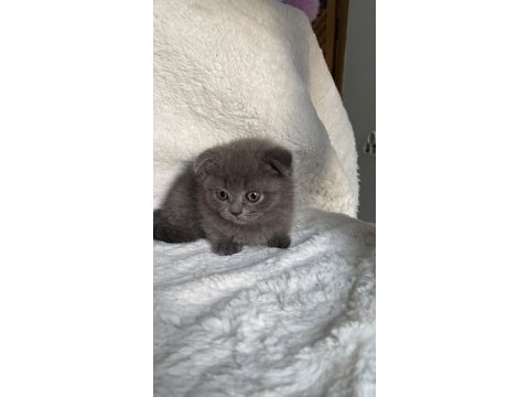 Mükemmel huylu scottish fold yavrumuz