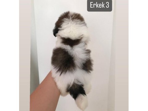 Mini boy shih tzu yavrular açık renk