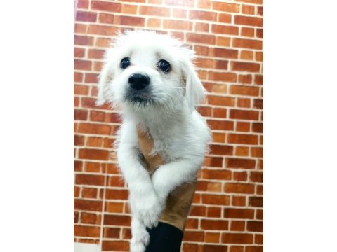 Terrier yavrular