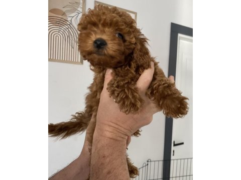 Teacup dişi toypodell 2,5 aylık