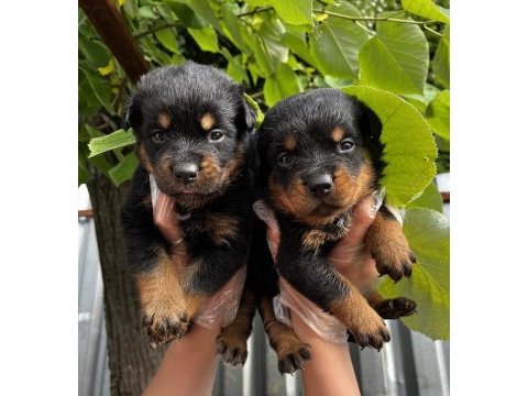 Safkan koca kafa rottweiler yavrularımız