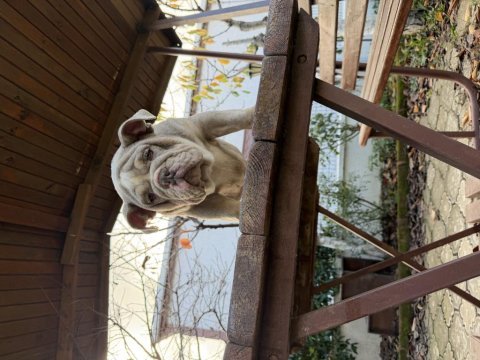 Egzotik ingiliz bulldog yavrularımız